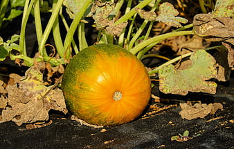 Ripening Pumpkin on Black Garden Fabric
