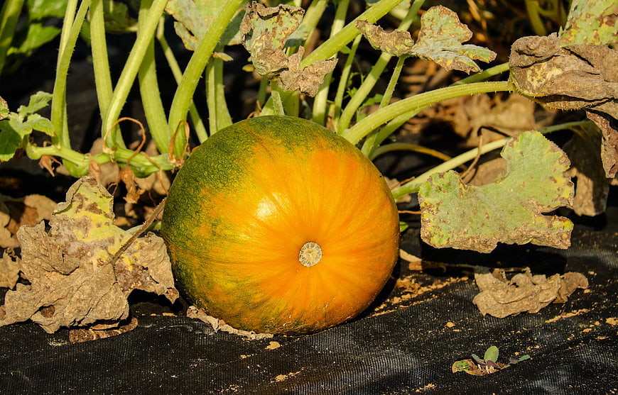 Ripening Pumpkin on Black Garden Fabric