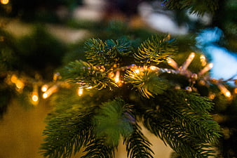 Close-up of Christmas tree branch with warm fairy lights