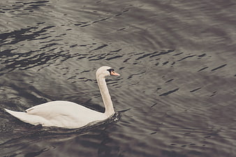 White Swan Swimming in Dark Rippled Water