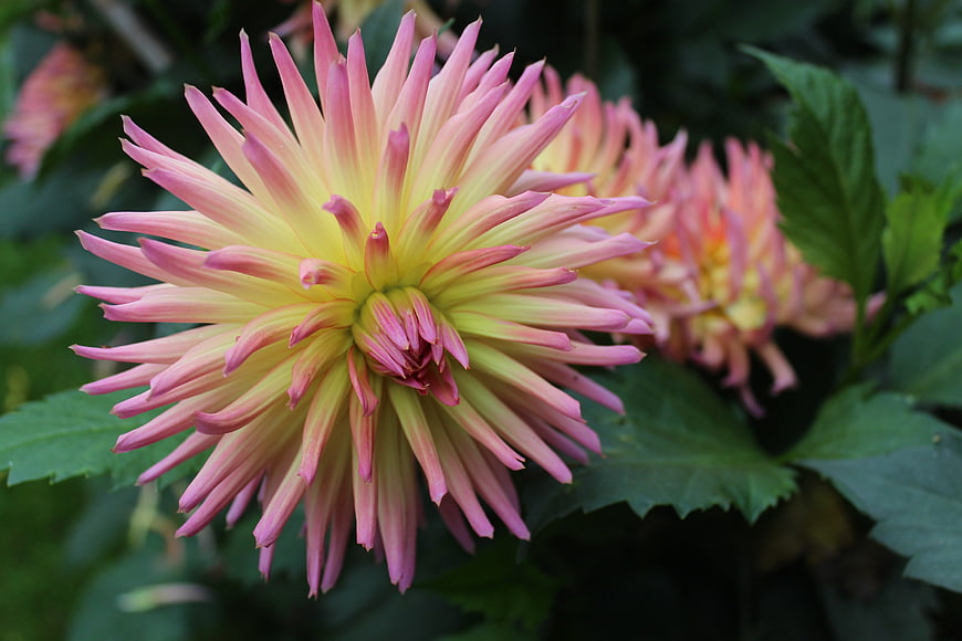 Pink and Yellow Dahlia Flower Close-Up in Garden