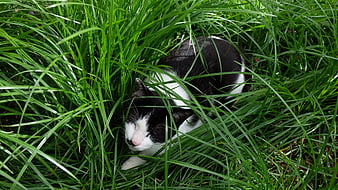 Black and white cat sleeping in tall green grass