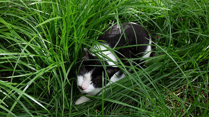 Black and white cat sleeping in tall green grass