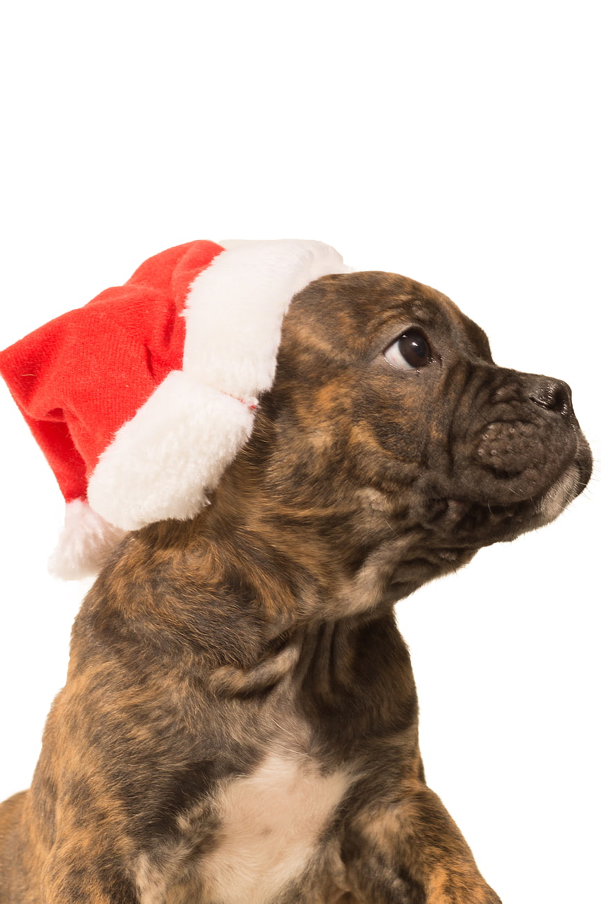 Brindle Puppy Wearing Santa Hat on White Background
