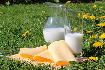 Fresh milk and cheese slices on grass with dandelions
