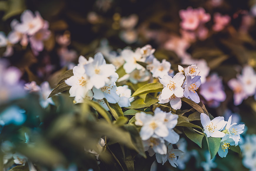 Close-up of white jasmine flowers with blurred background
