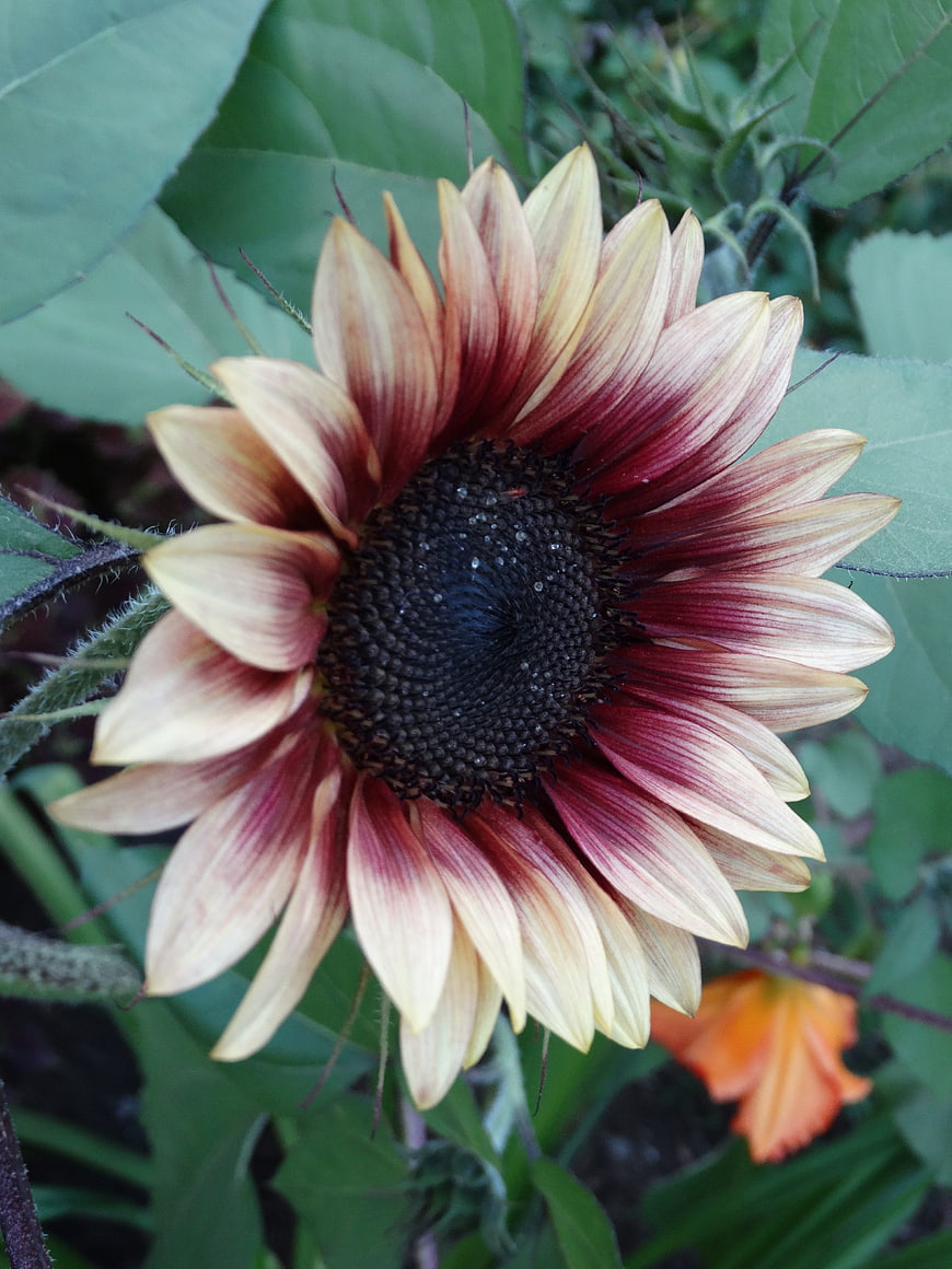 Close-up of a bi-colored sunflower with red and yellow petals