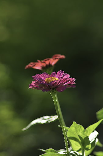 Purple Zinnia Flower with Yellow Center in Garden