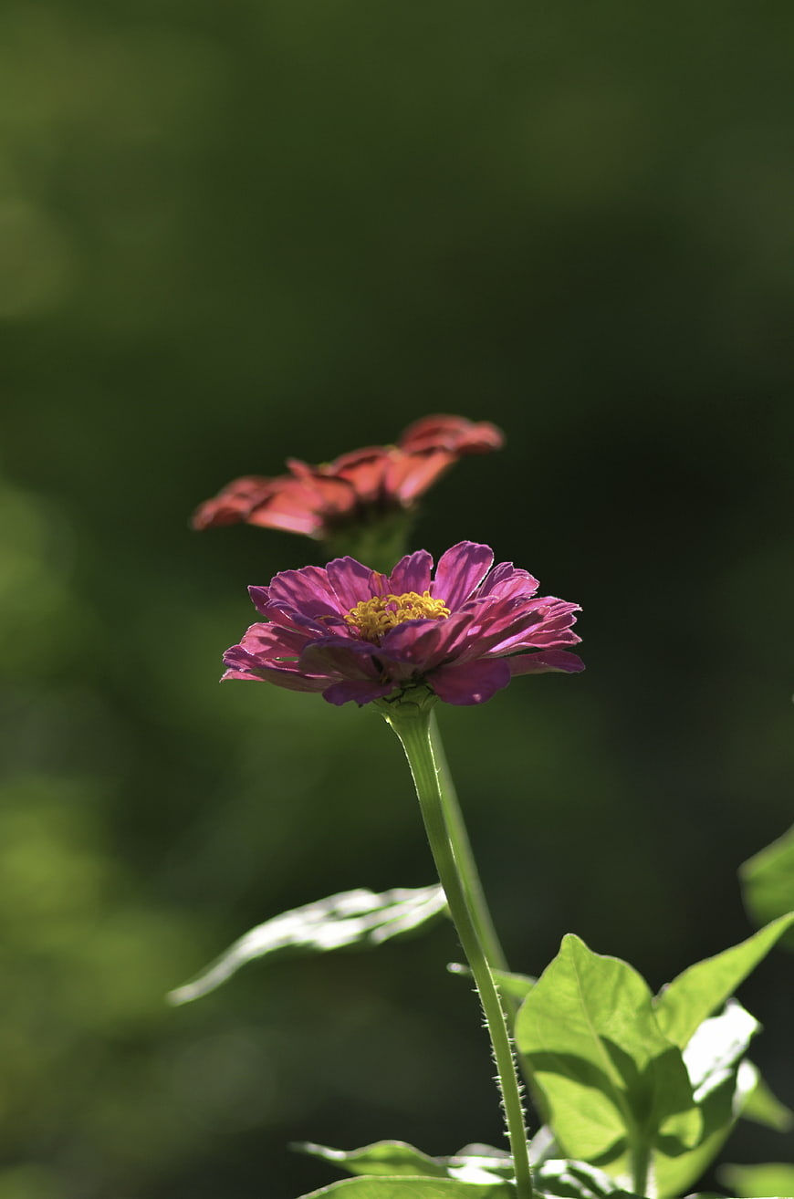Purple Zinnia Flower with Yellow Center in Garden
