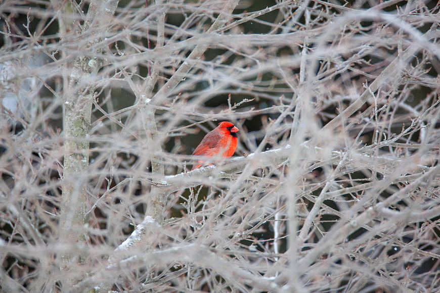 Red Cardinal Perched on Snowy Winter Branches