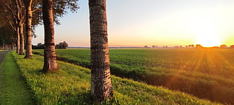 Golden sunset over green field with birch trees