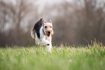 Wire Fox Terrier Running in Green Grass Field