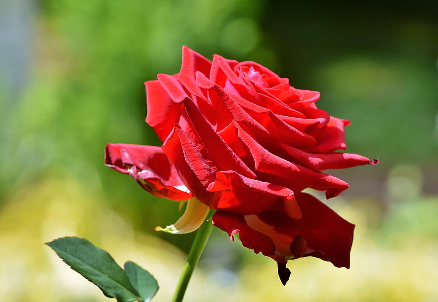 Vibrant Red Rose Close-Up with Green Bokeh Background