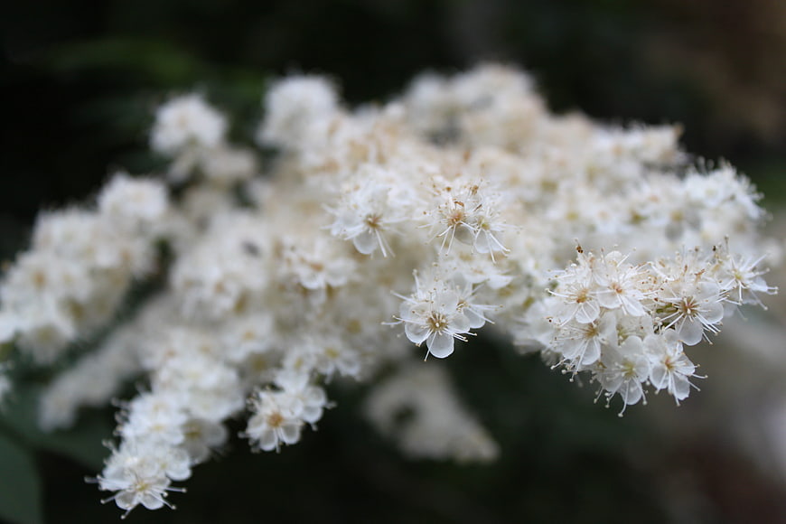 Close-up of delicate white flower cluster on dark background