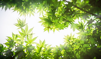 Sunlit Green Maple Leaves Against Bright Sky