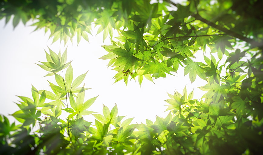 Sunlit Green Maple Leaves Against Bright Sky