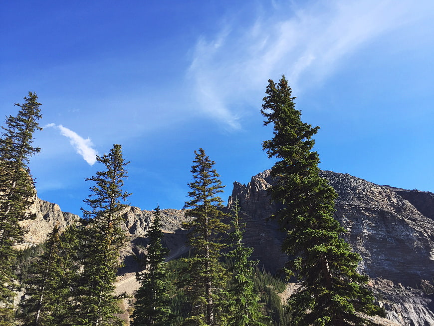 Tall Pine Trees Against Rocky Mountain Peak and Blue Sky