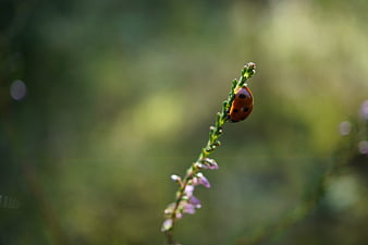 Close-up of a ladybug on a heather flower stem