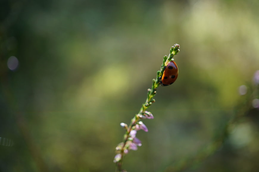 Close-up of a ladybug on a heather flower stem