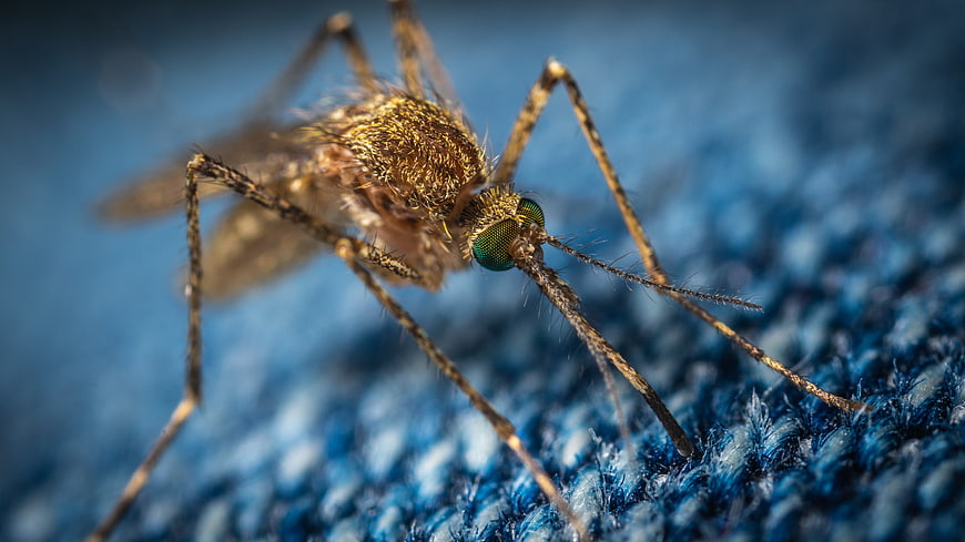 Macro Photograph of Mosquito on Blue Denim Fabric