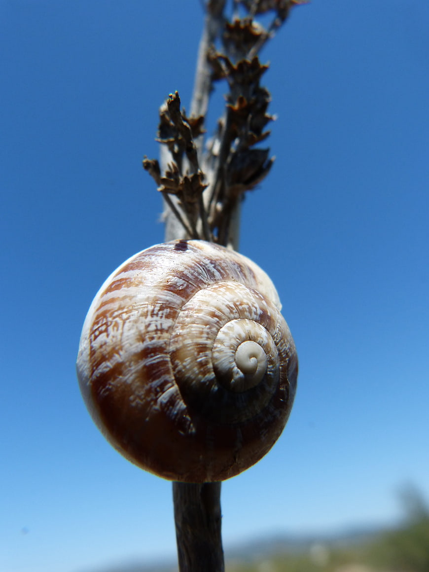 Close-up of a snail shell on a dried plant stem against blue sky