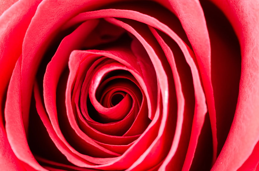 Macro Close-Up of Vibrant Red Rose Petals