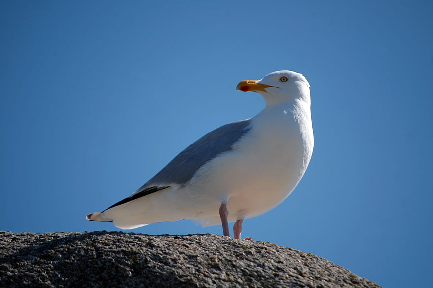 Seagull Standing on Rock Against Blue Sky
