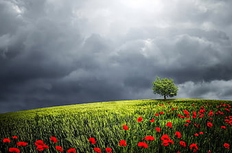 Lone Tree in Green Field with Red Poppies Under Stormy Sky