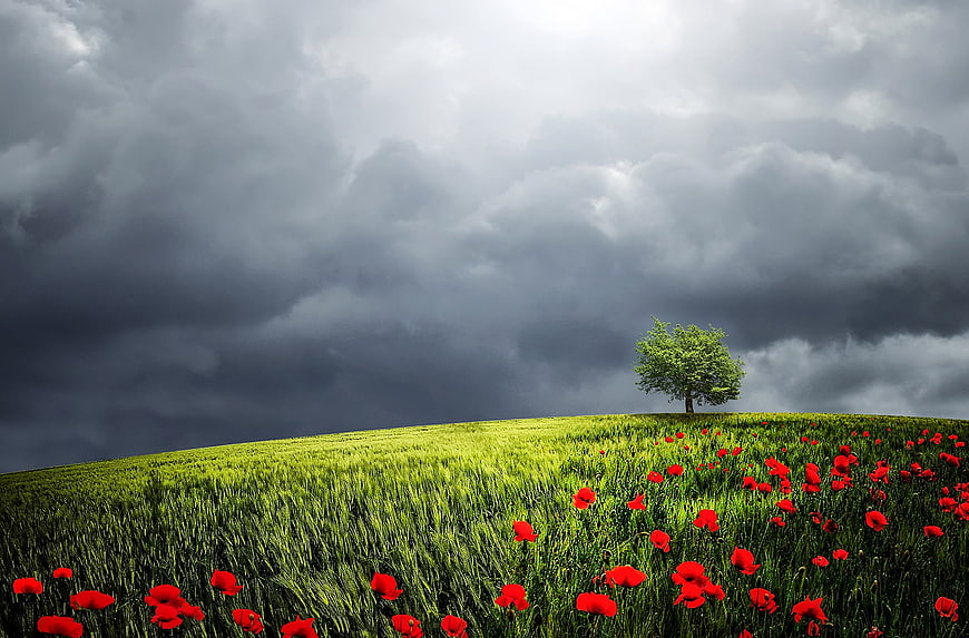 Lone Tree in Green Field with Red Poppies Under Stormy Sky