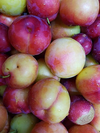 Close-up of Fresh Wet Plums in Red, Yellow, and Green