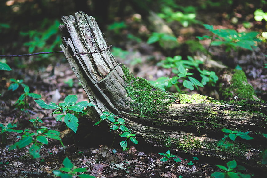 Mossy fallen tree trunk in lush green forest