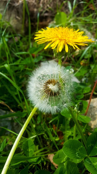 Yellow Dandelion Flower and White Seed Head in Green Grass