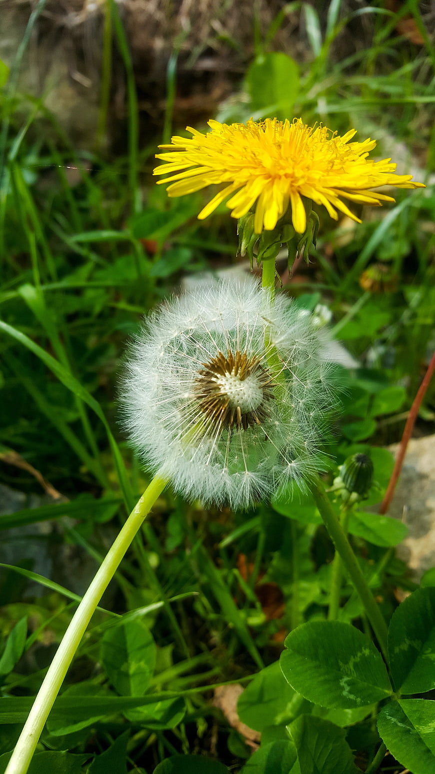Yellow Dandelion Flower and White Seed Head in Green Grass