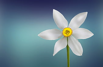 White Paperwhite Narcissus Flower on Blue Gradient Background