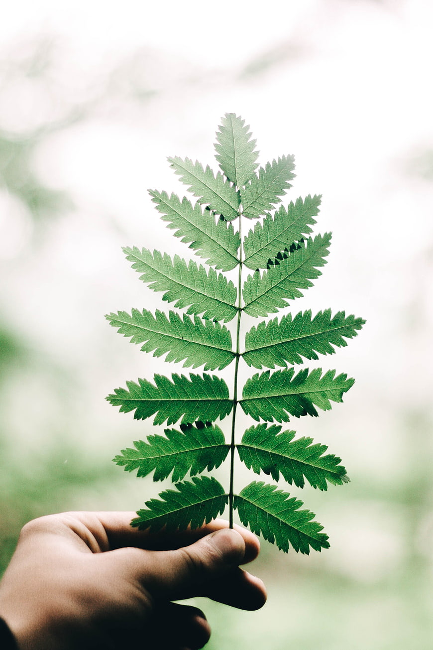 Hand holding green fern leaf against blurred nature background