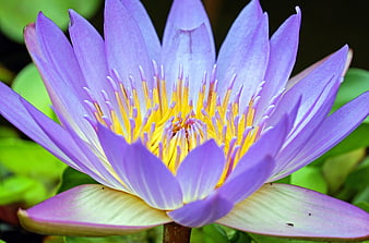Close-up of a vibrant purple water lily with yellow center