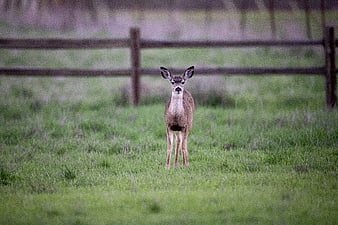Young Whitetail Deer Fawn Standing in Green Pasture