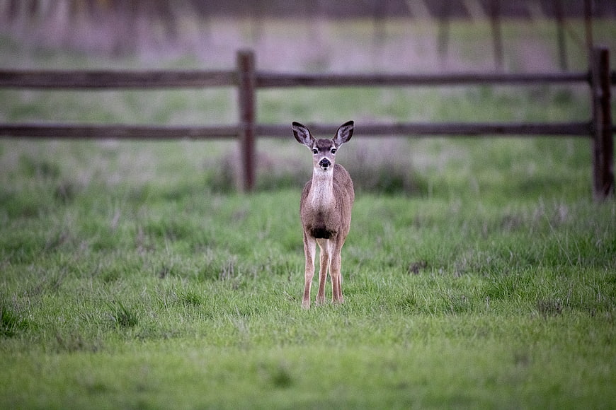 Young Whitetail Deer Fawn Standing in Green Pasture