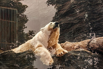 Polar Bear Resting on Rock in Zoo Enclosure