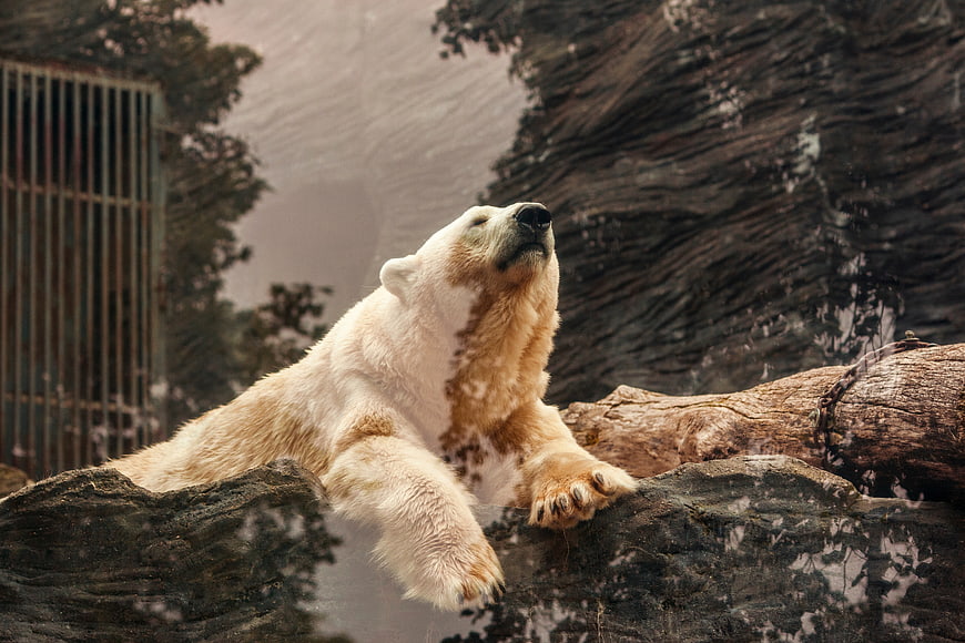 Polar Bear Resting on Rock in Zoo Enclosure