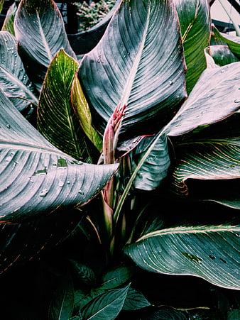 Close-up of dark green tropical leaves with water droplets