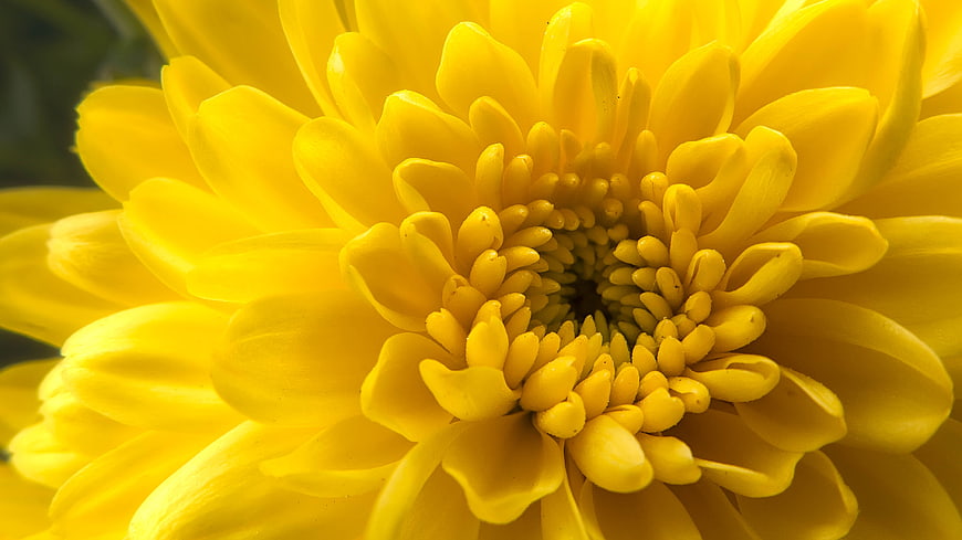 Vibrant Yellow Chrysanthemum Close Up Macro