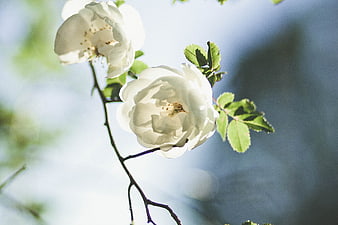 White Rose Blossoms on Branch with Blue Bokeh Background