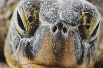 Extreme Close-Up of Sea Turtle Face and Nostrils