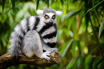 Ring-tailed Lemur Sitting on a Branch in Green Forest