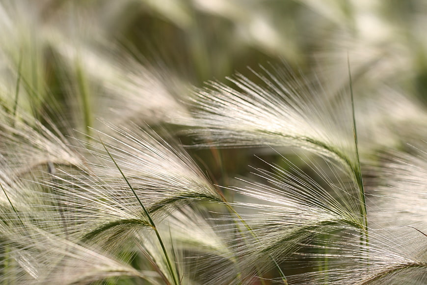 Close-up of feathery foxtail grass in sunlight