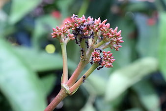 Black ants crawling on pink flower buds with blurred green background
