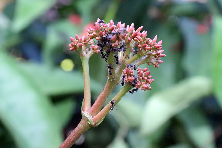 Black ants crawling on pink flower buds with blurred green background