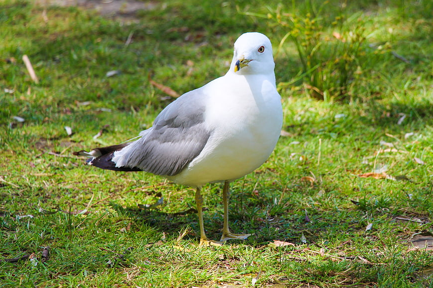 Seagull standing on green grass in natural sunlight