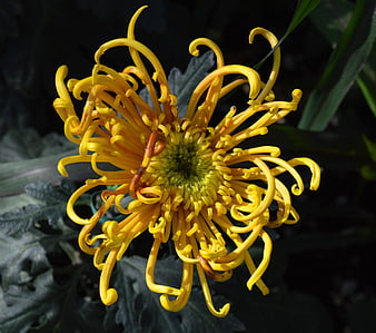 Close-up of a vibrant yellow spider chrysanthemum flower